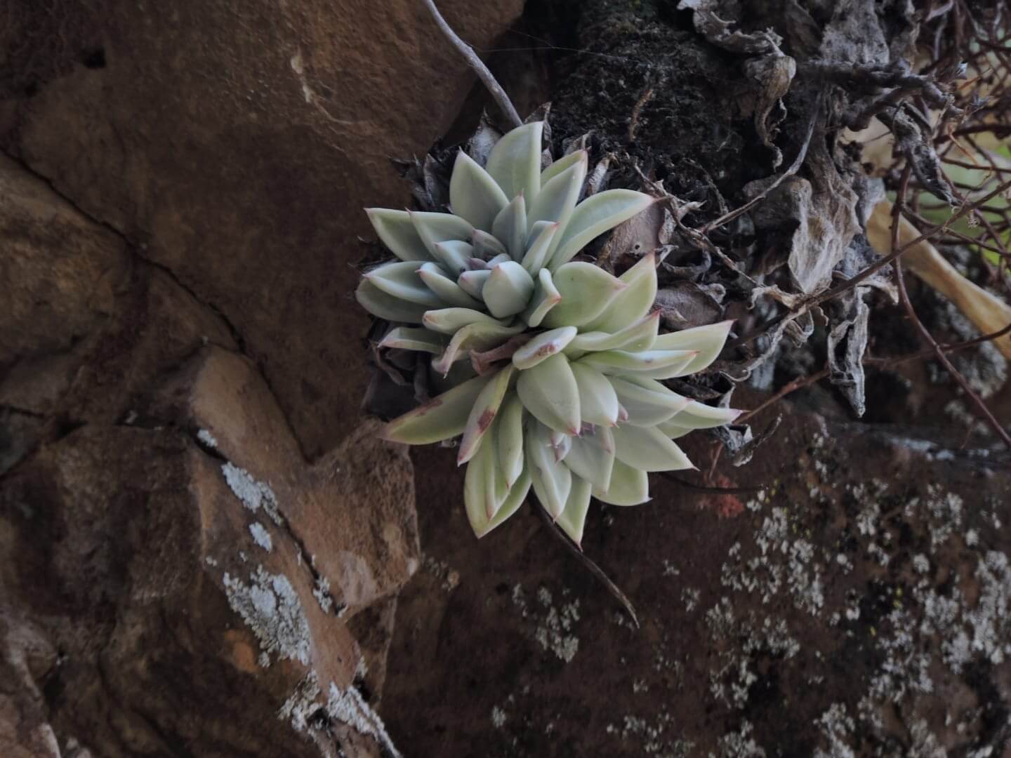 Echeveria colorata